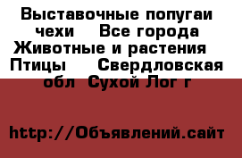 Выставочные попугаи чехи  - Все города Животные и растения » Птицы   . Свердловская обл.,Сухой Лог г.